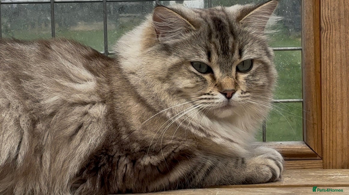 Ragdoll cats Tally Seal Sepia Tabby Tica registered Ragdoll  - Advert 1