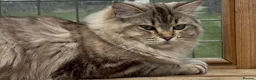 Ragdoll cats for sale: Tally Seal Sepia Tabby Tica registered Ragdoll  - Advert 1