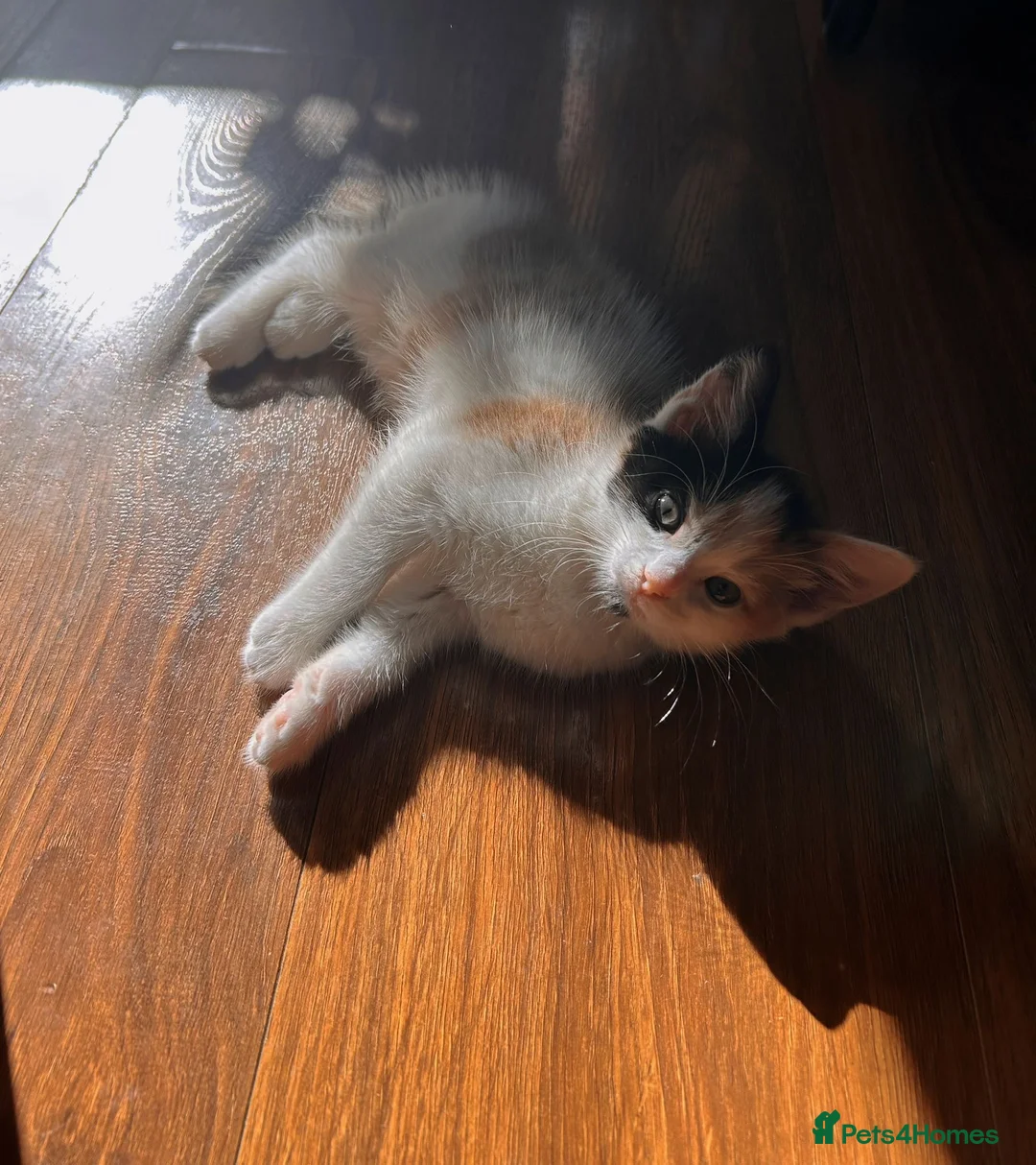 Mixed Breed cats for sale: Beautiful little girl ready for her forever home  - Advert 2