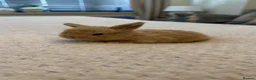 Mini Lop rabbits for sale: Mini lop bunnies - Advert 6