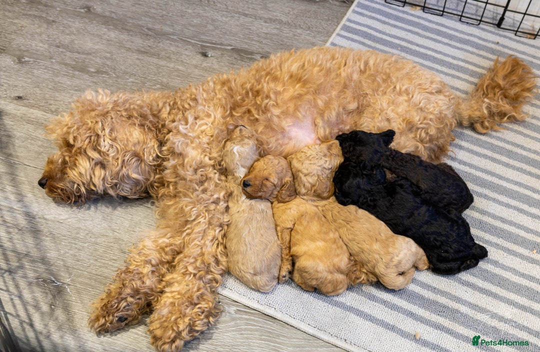 Goldendoodle dogs for sale: Mini Goldendoodle boy - Advert 2