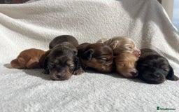 Miniature Dachshund dogs for sale: Red & Shaded Cream! KC Mini Long Haired Dachshunds - Image 13