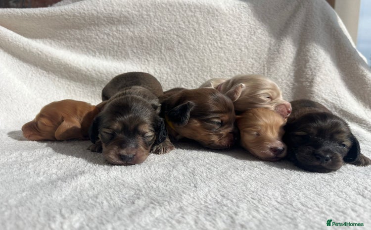 Miniature Dachshund dogs - Advert 1