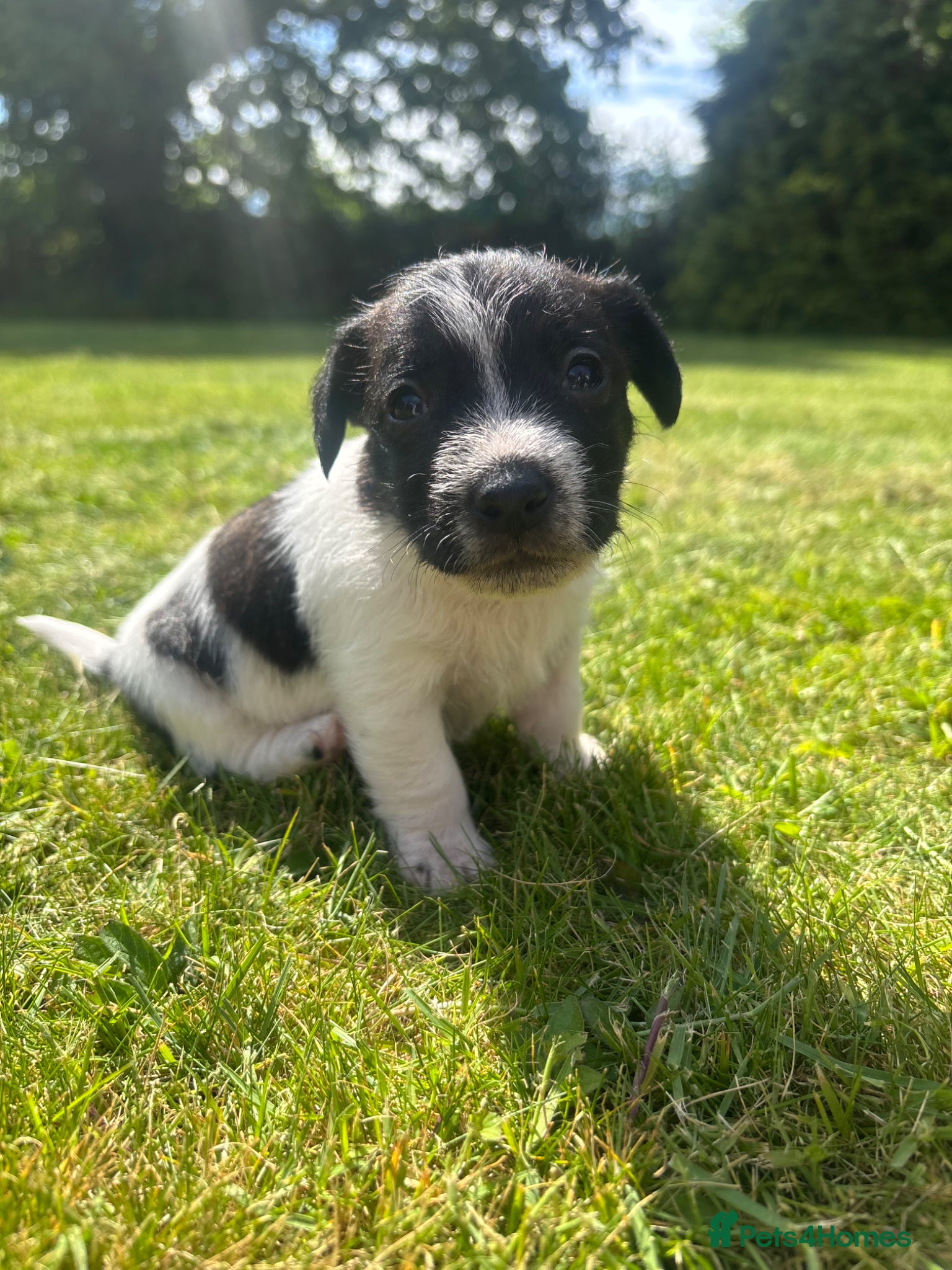 Jack Russell dogs Rough coat jack Russel pups- One boy left  - Advert 4