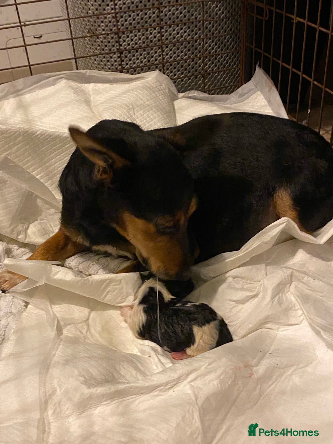 Jack Russell dogs for sale: Jack Russell pups - Advert 8