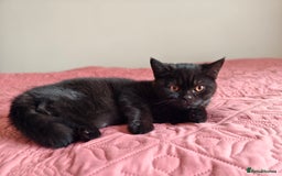 Scottish Fold cats for sale: 3 lovely kittens looking for new family  - Image 15