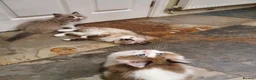 Ragdoll cats for sale: Beautiful GCCF Registered Ragdoll Kittens. - Advert 7