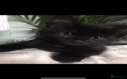 Mixed Breed cats for sale: Two cute black kittens  - Image 5