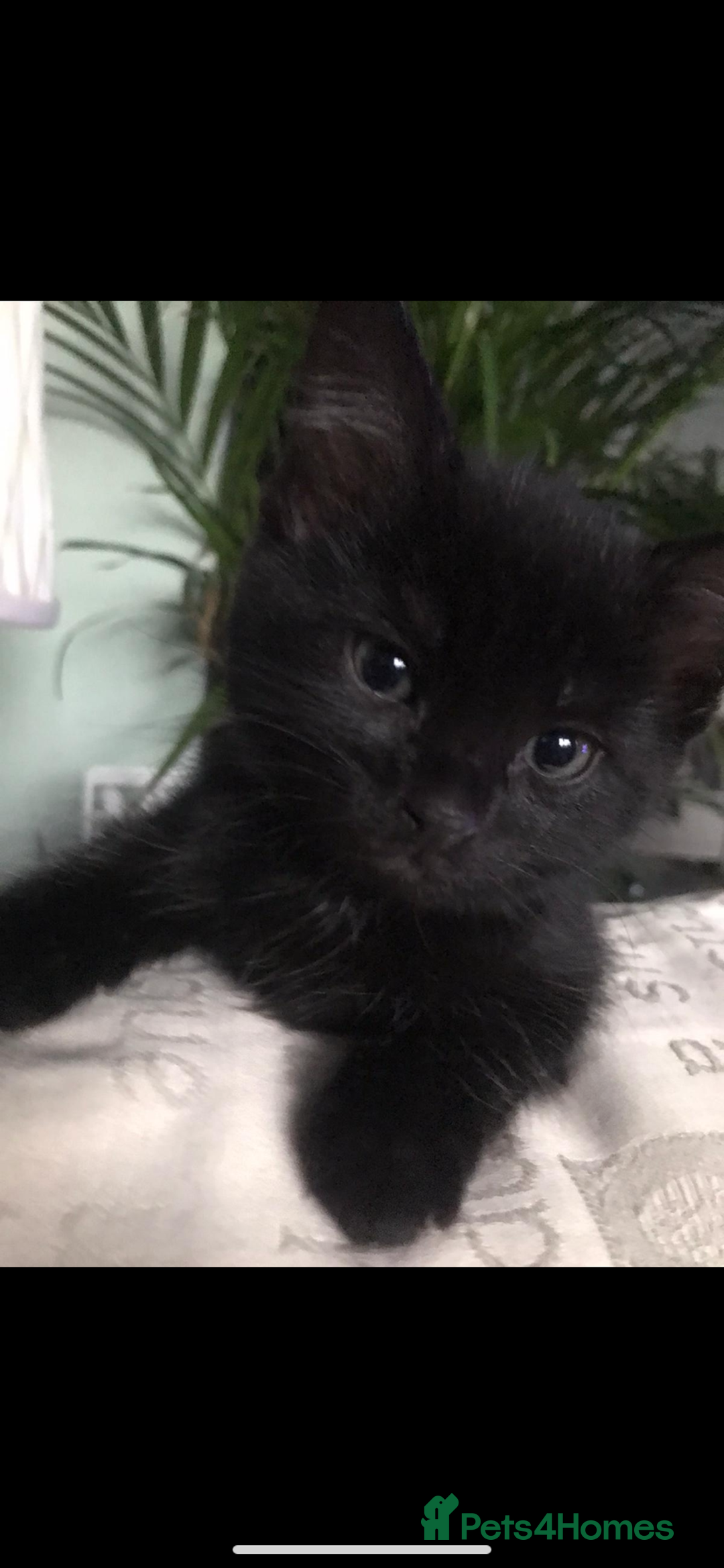 Mixed Breed cats for sale: Two cute black kittens  - Image 5