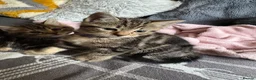 Mixed Breed cats for sale: 12 week old female kitten mixed breed in Alfreton - Advert 12