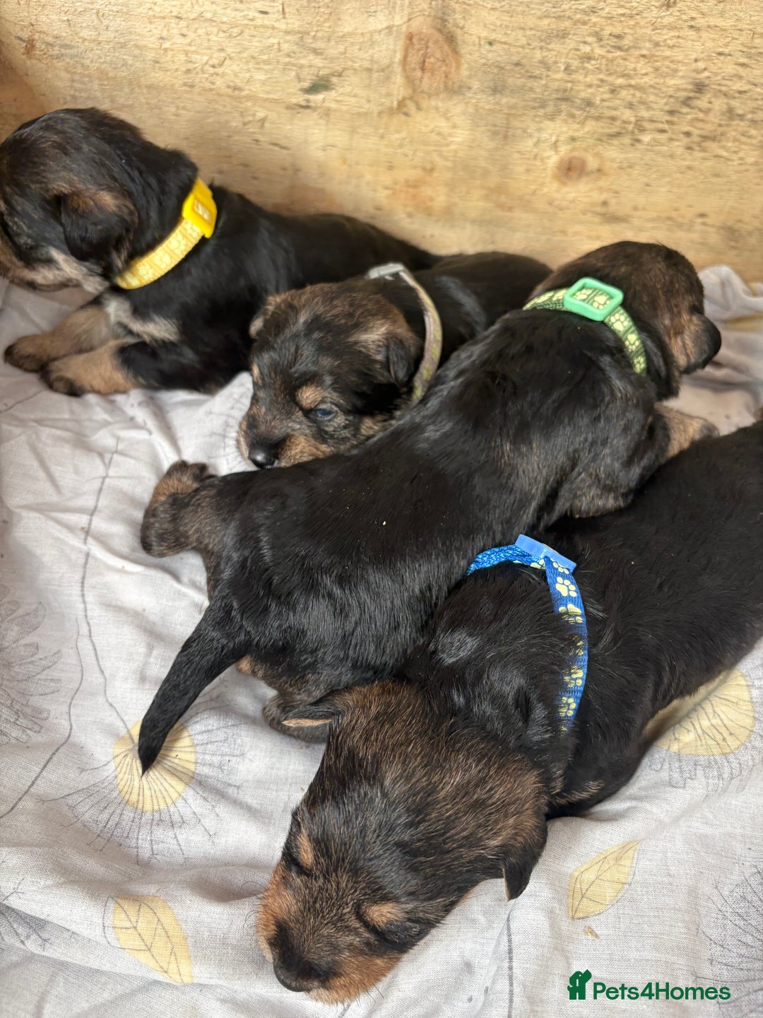 Mixed Breed dogs for sale: Wowauzer puppies for sale. Schnauzer x Welshie - Advert 4