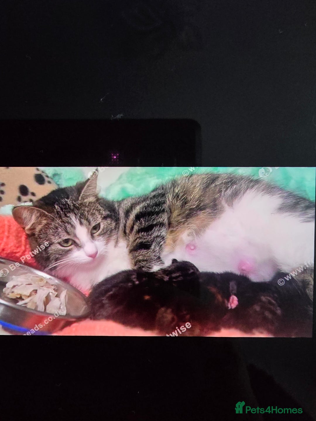 Mixed Breed cats for sale: Ginger kittens - Advert 3