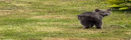 British Shorthair cats for sale: Gorgeous British blue x Russian blue  - Advert 7