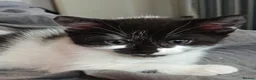 Mixed Breed cats for sale: Two boys ready to go.  - Advert 5
