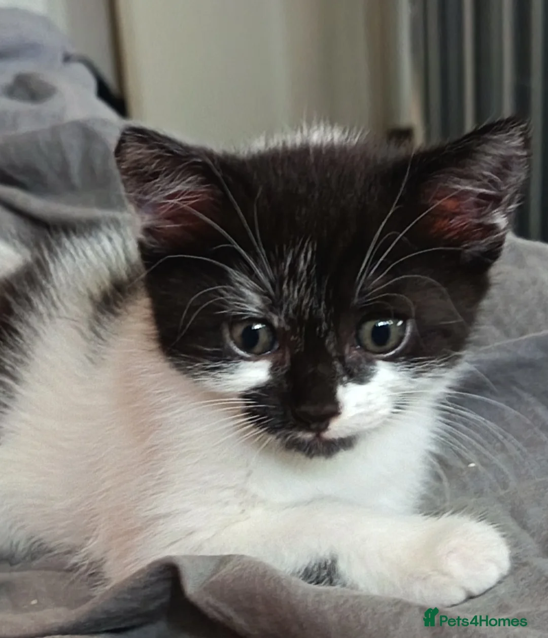 Mixed Breed cats for sale: Two boys ready to go.  - Advert 5