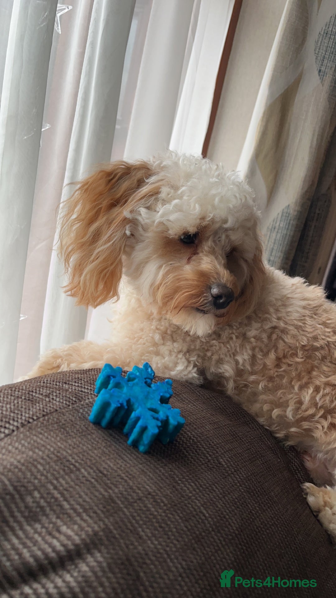 Cavapoo dogs for stud: Meet Alfie. A cavapoo looking for a mate - Advert 6