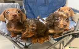 Miniature Dachshund dogs for sale: Gorgeous Miniature Dachshunds - Image 22