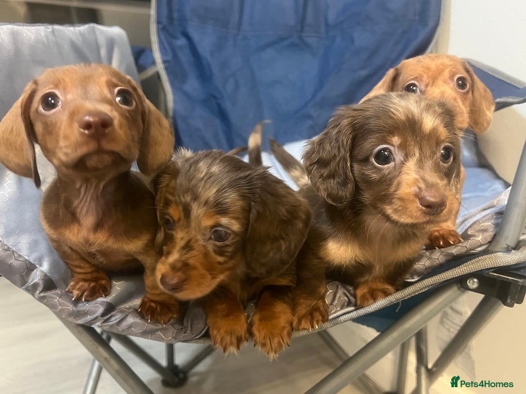 Miniature Dachshund dogs for sale: Gorgeous Miniature Dachshunds - Image 22