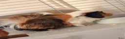 Guinea Pig rodents for sale: Lovely Guinea pigs  in Wallingford - Advert 5