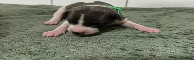 Whippet 2