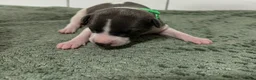 Whippet dogs for sale: litter of 8 pups 5x boys 3x bitches  - Advert 27