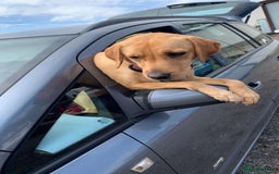 Labrador Retriever dogs for sale: Golden Labrador  - Image 1