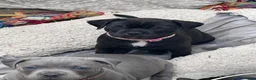 Staffordshire Bull Terrier dogs for sale: KC REG SBT STOCKY BLACK BITCH in Saint Ives - Advert 4