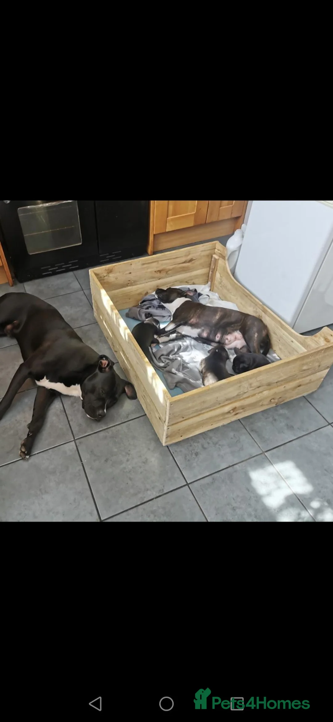 Mixed Breed dogs for sale: Staffordshire bull terrier cross American bulldog in Stockton-on-Tees - Advert 2