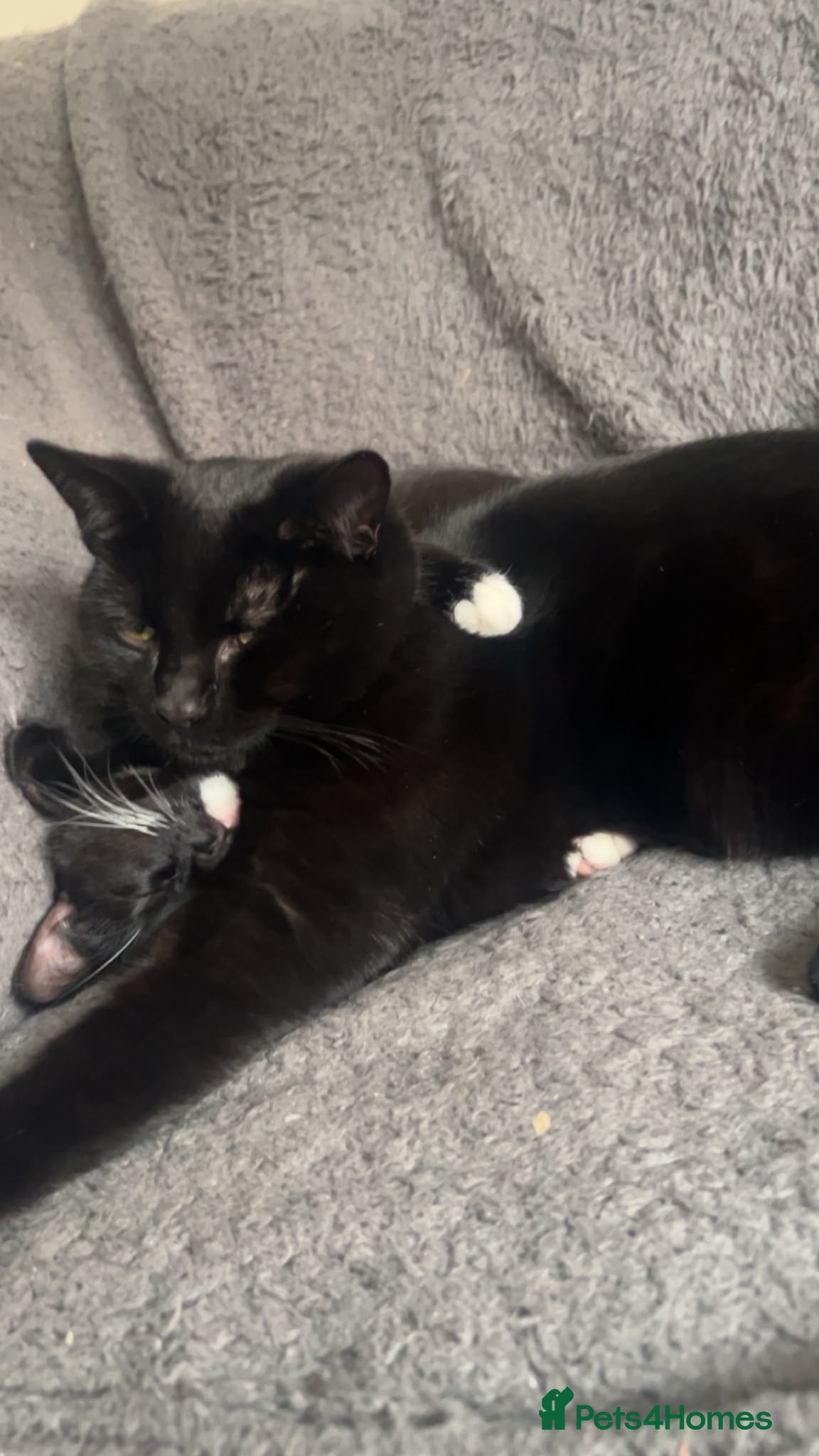 Mixed Breed cats Free to a loving home - Advert 18