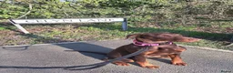 Dobermann dogs for sale: Lola - 10 month old Doberman puppy - Advert 6