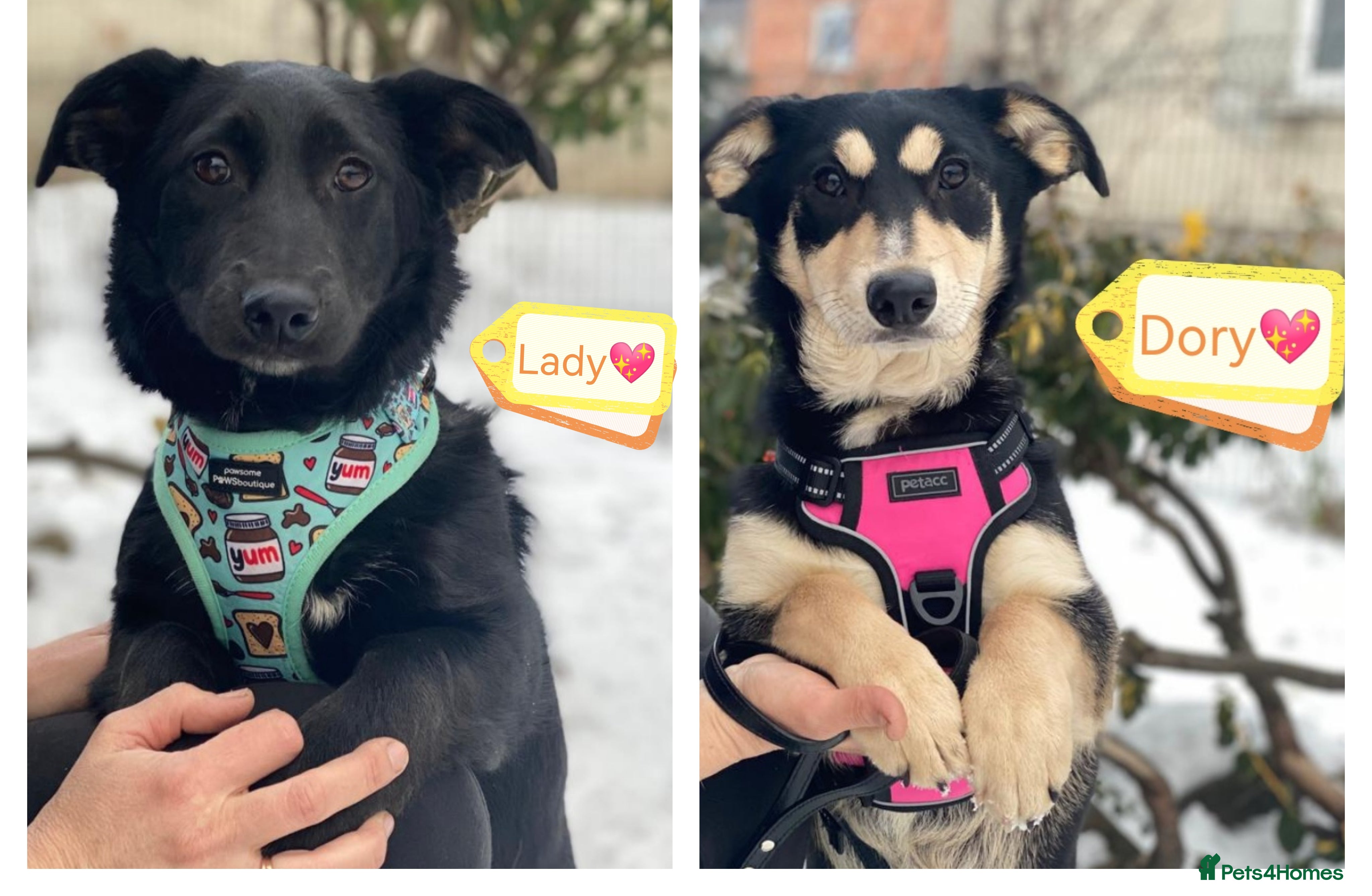 Mixed Breed dogs 💖🐶 LADY AND DORY 🐶💖 - Advert 2