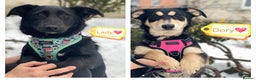 Mixed Breed dogs for adoption: 💖🐶 LADY AND DORY 🐶💖 - Advert 1