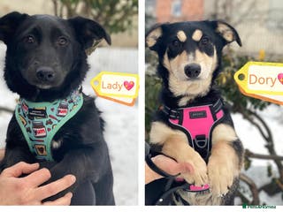 Mixed Breed dogs 💖🐶 LADY AND DORY 🐶💖 - Advert 2
