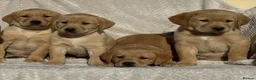 Labrador Retriever dogs for sale: Beautiful litter of KC reg Labrador puppies  - Advert 5