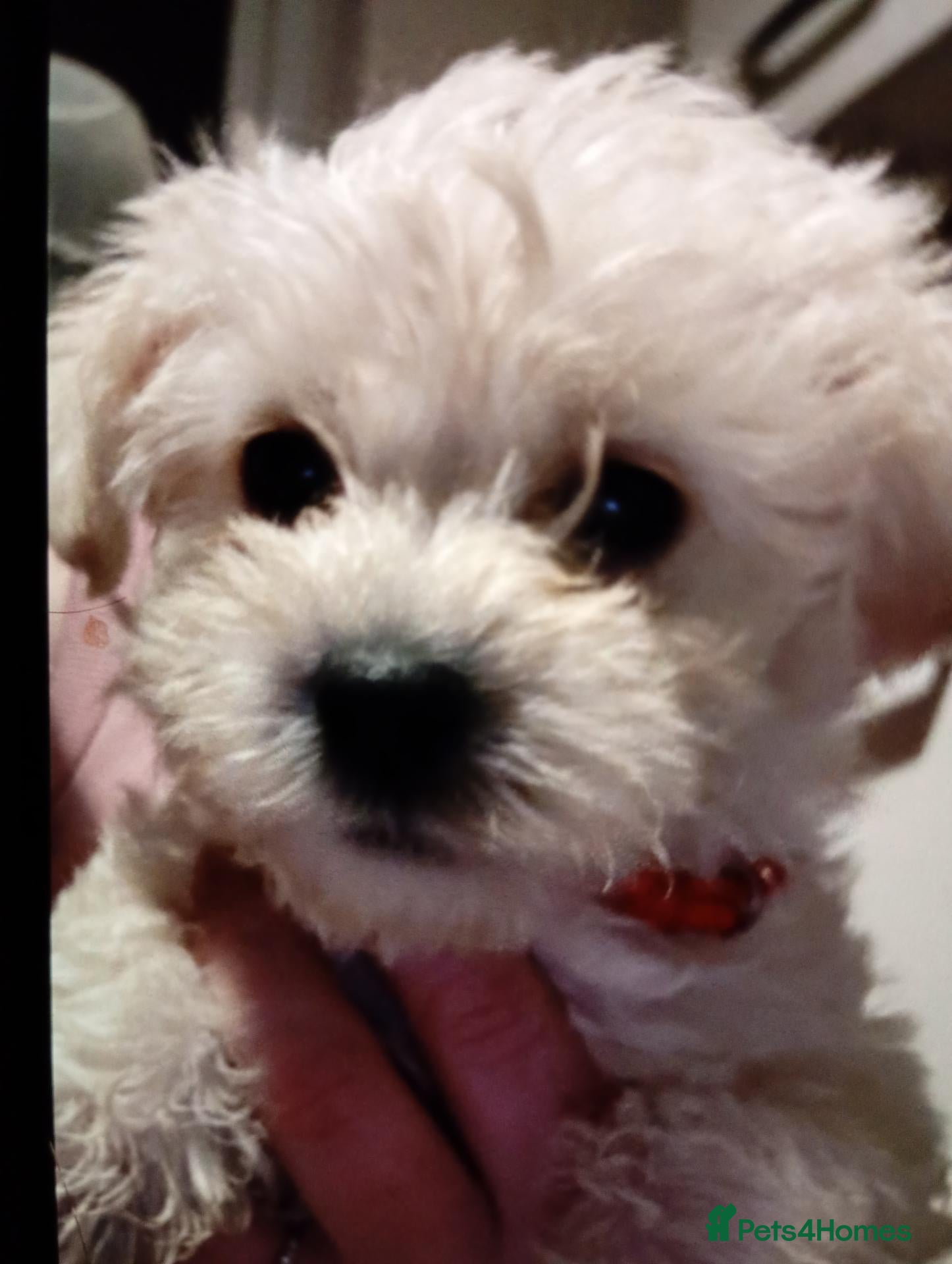 Westiepoo dogs Gorgeous Westiepoos - Advert 1