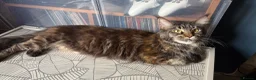 Maine Coon cats for sale: MaineCoon/Ragdoll 50/50 Cross (registered parents) - Advert 7