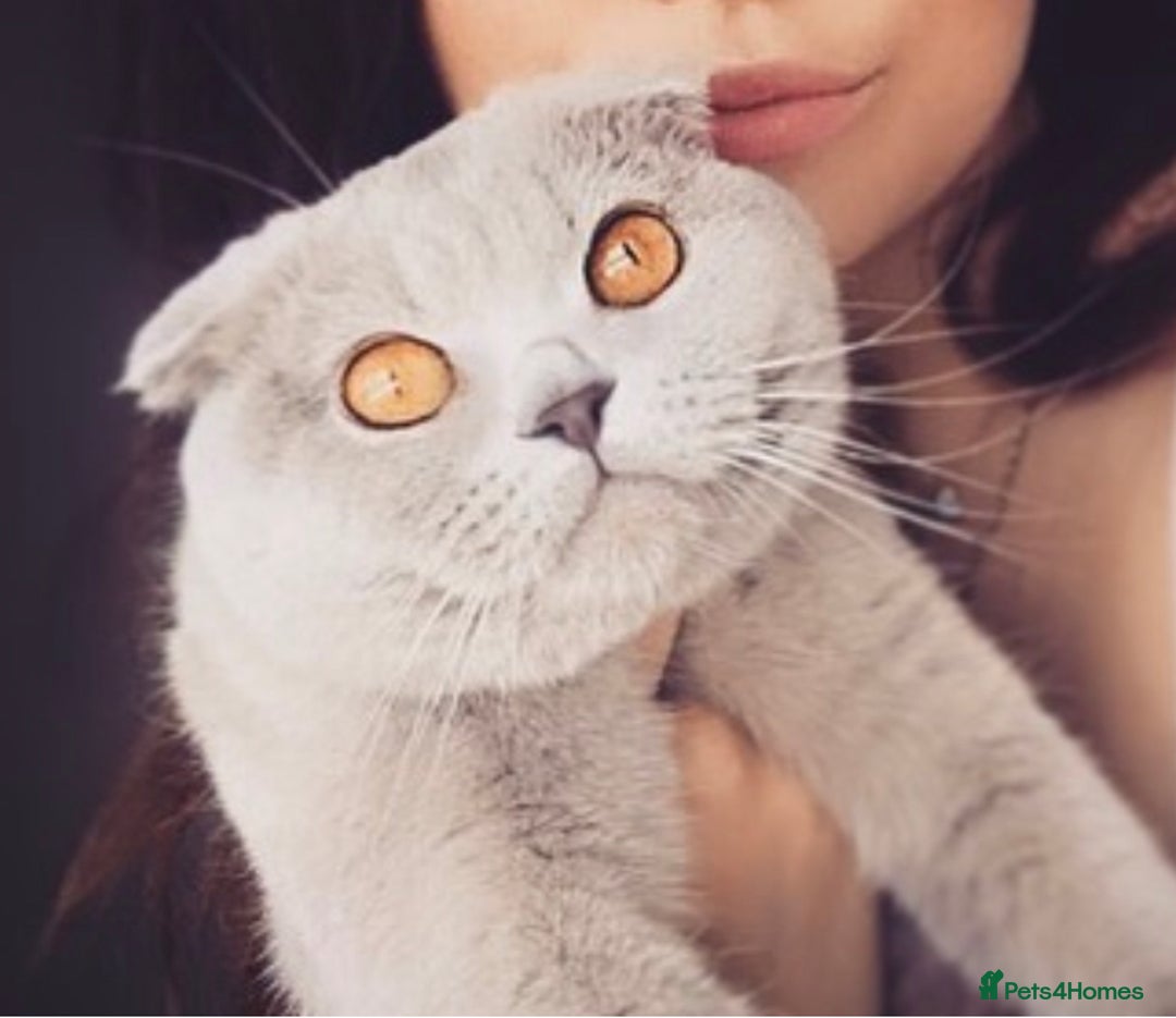 Scottish Fold cats for sale: Scottish Fold - Image 5
