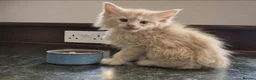 Maine Coon cats for sale: MAINE COON KITTENS in Wigton - Advert 9