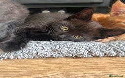 Maine Coon cats for sale: *ready now* Beautiful big Maine coon x BSH kittens - Image 11