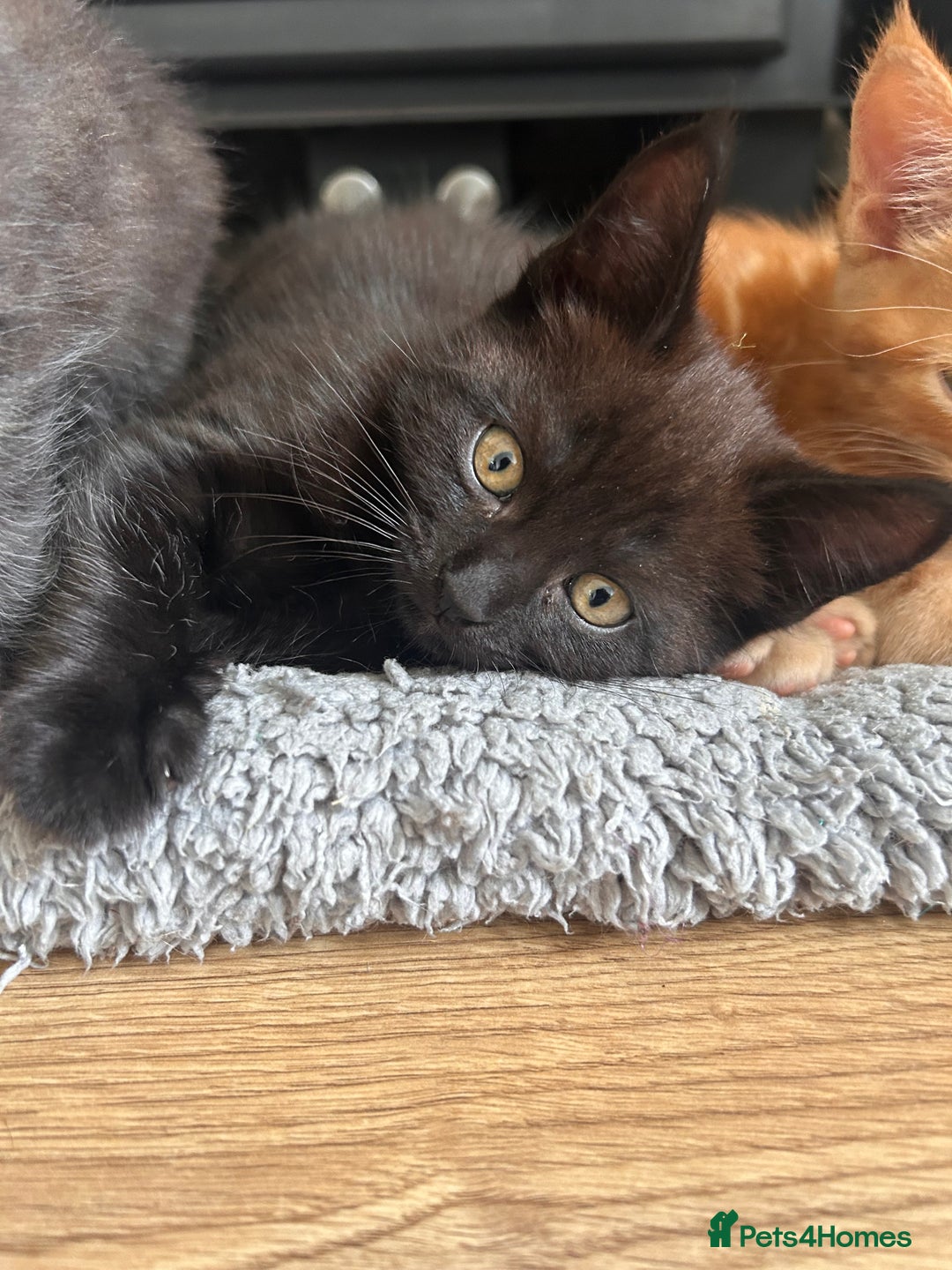 Maine Coon cats for sale: *ready now* Beautiful big Maine coon x BSH kittens - Image 11