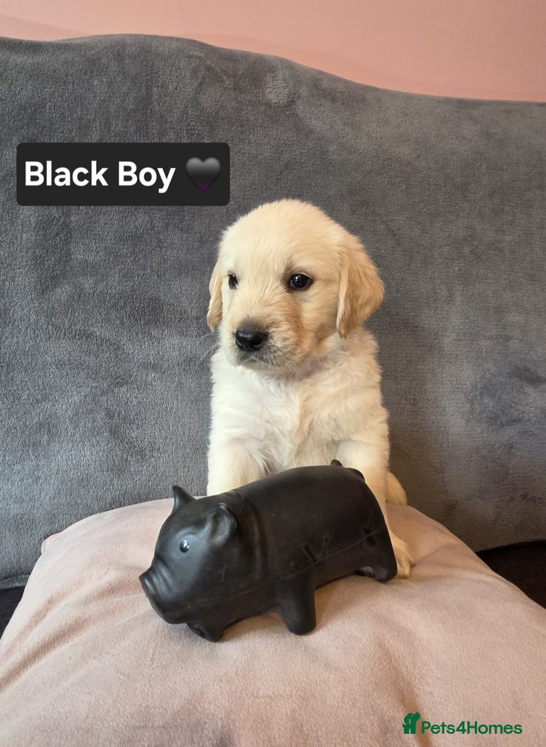 Goldendoodle dogs for sale: Goldendoodle retriever  - Image 3