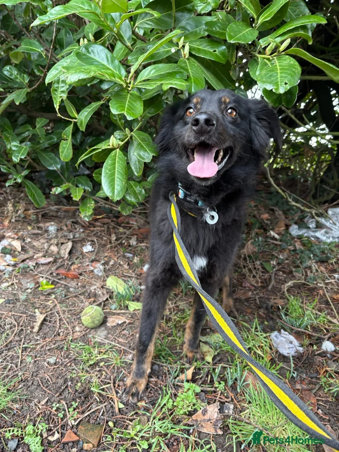 Mixed Breed dogs for adoption: Newton - Norwich Norfolk  - Advert 2