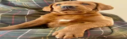 Labrador Retriever dogs for sale: Darkest mahogany fox red labrador puppies for sale - Advert 5
