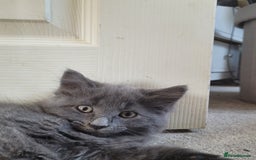 Maine Coon cats for sale: Maine coon cross persian  - Image 8