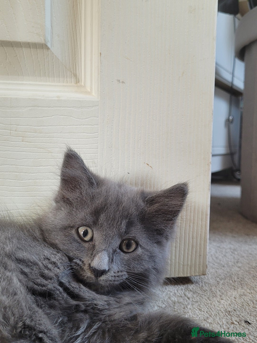 Maine Coon cats for sale: Maine coon cross persian  - Image 8