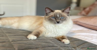 Ragdoll cats - Advert 10