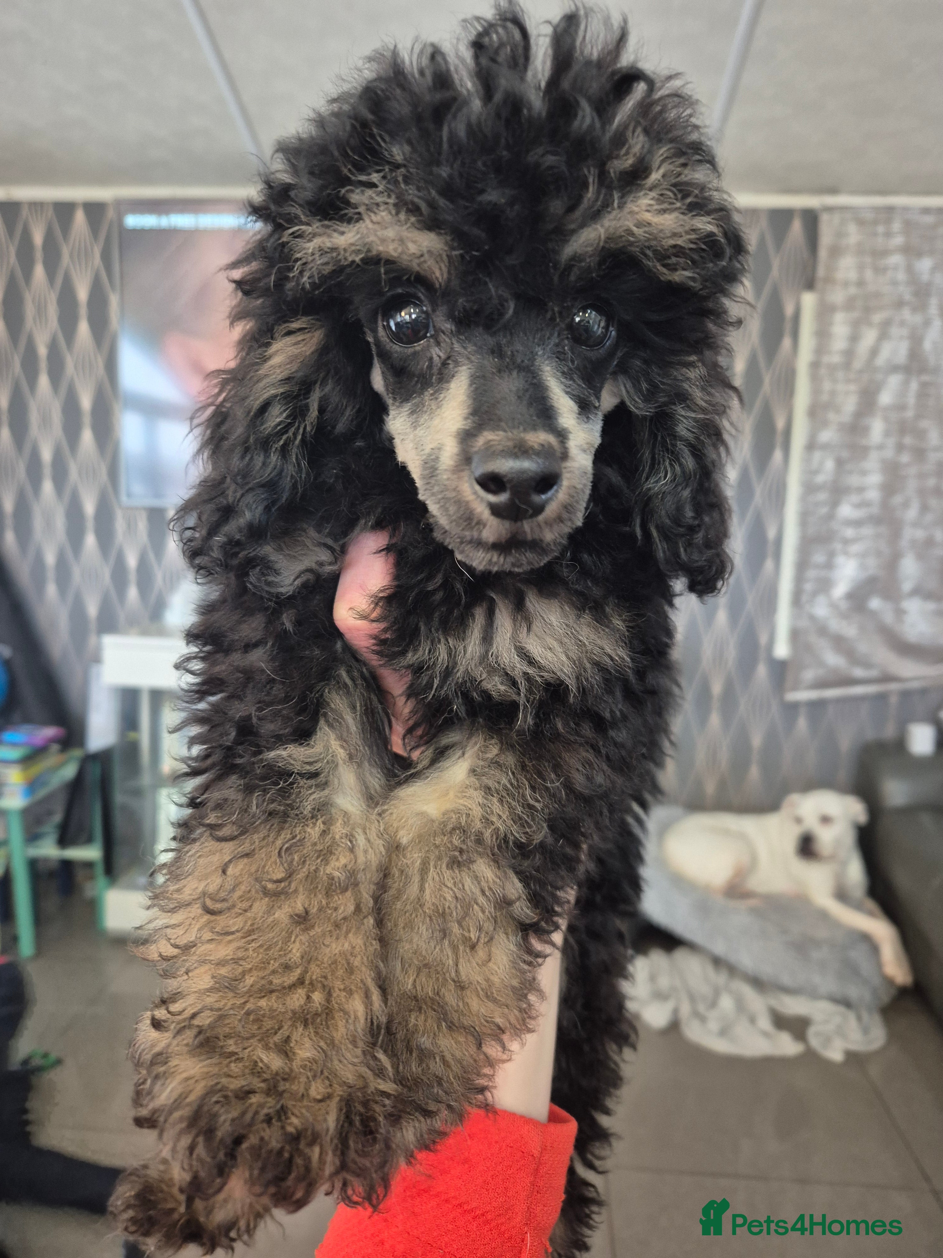 Toy Poodle dogs Last phantom Poodle boy (toy x aisan) READY NOW - Advert 9