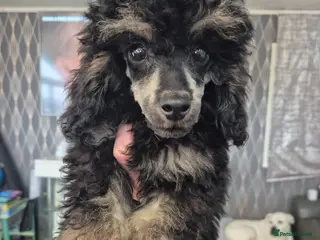 Toy Poodle dogs Last phantom Poodle boy (toy x aisan) READY NOW - Advert 9