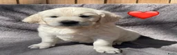 Golden Retriever dogs for sale: KC Registered Golden Retrievers in Atherstone - Advert 5