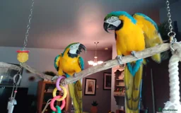 Macaws birds for sale: Beautiful Blue and gold Macaw, Green Wing Macaws - Image 6